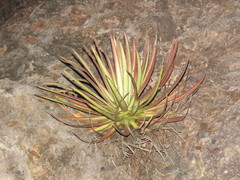 Agave colimana