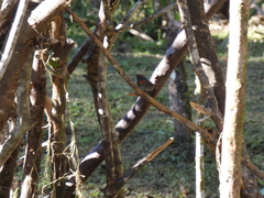 Synallaxis brachyura