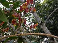 Cyrtochilum serratum
