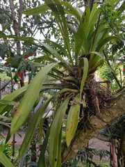 Cyrtochilum serratum