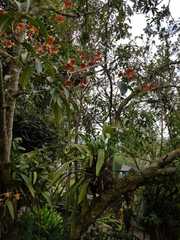 Cyrtochilum serratum