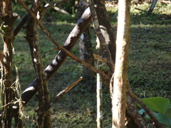 Synallaxis brachyura