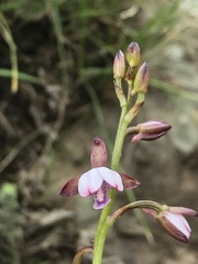 Eulophia ovalis