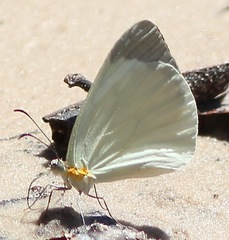 Pseudopieris nehemia