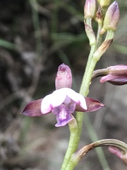 Eulophia ovalis