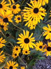 Rudbeckia hirta pulcherrima