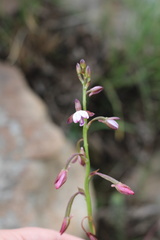 Eulophia ovalis