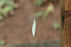 Eurema