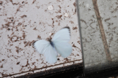 Eurema