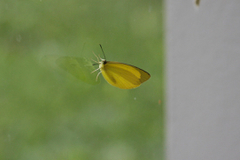 Eurema