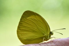 Eurema