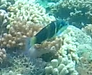 Thalassoma jansenii
