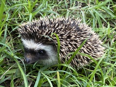 Atelerix albiventris