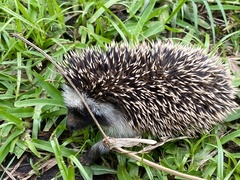 Atelerix albiventris