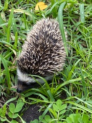 Atelerix albiventris