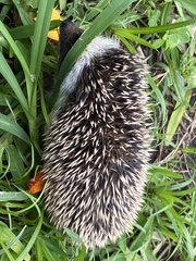 Atelerix albiventris