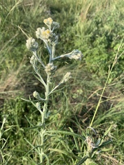 Pseudognaphalium oligandrum