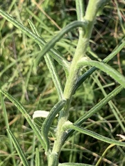 Pseudognaphalium oligandrum