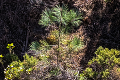 Pinus torreyana
