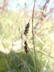 Carex rariflora