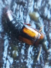 Tachinus subterraneus