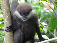 Purple-Faced Langur photo 4