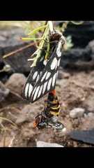 Hemileuca chinatiensis