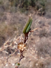 Delosperma neethlingiae