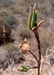 Delosperma neethlingiae