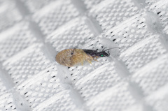 Sympherobius barberi