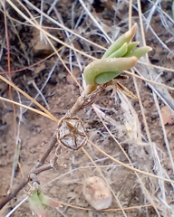 Delosperma neethlingiae