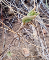 Delosperma neethlingiae