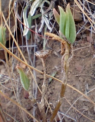 Delosperma neethlingiae