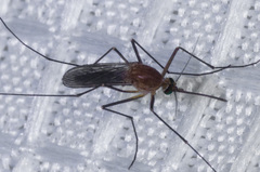 Culex erythrothorax
