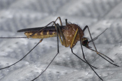 Culex erythrothorax
