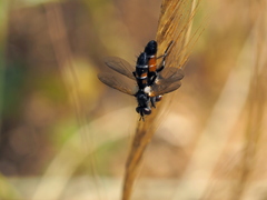 Cylindromyia auriceps
