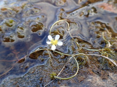 Ranunculus longirostris