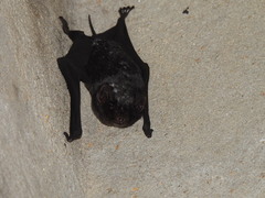 Naked-Rumped Pouched Bat photo 2