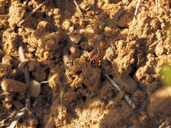 Melanocoryphus tristrami