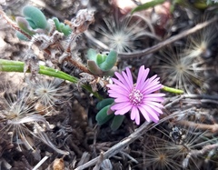 Drosanthemum hispidum