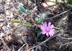Drosanthemum hispidum