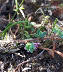 Drosanthemum hispidum