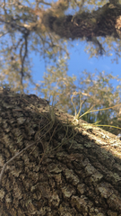 Tillandsia recurvata image