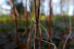 Lasioptera rubi