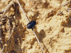 Canthophorus melanopterus
