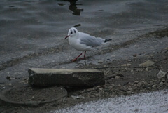 Chroicocephalus ridibundus