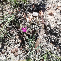 Drosanthemum hispidum