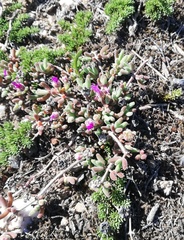 Drosanthemum hispidum