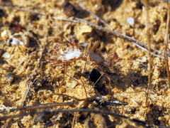 Phyllomorpha laciniata