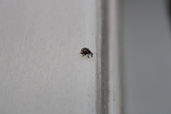 Conotrachelus anaglypticus